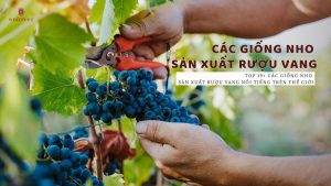 cac-giong-nho-san-xuat-ruou-vang