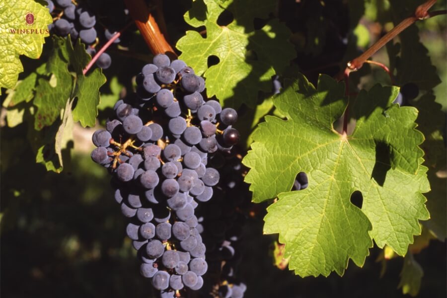 Tổng hợp tên các loại rượu vang đỏ ngon nhất cho người mới bắt đầu 1 giong-nho-cabernet-sauvignon