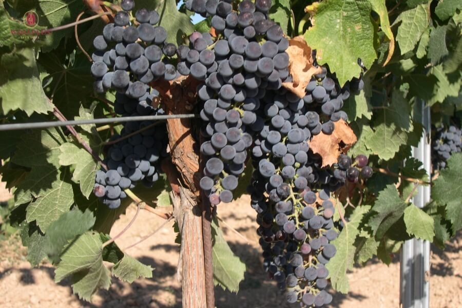 Tổng hợp tên các loại rượu vang đỏ ngon nhất cho người mới bắt đầu 2 giong-nho-merlot