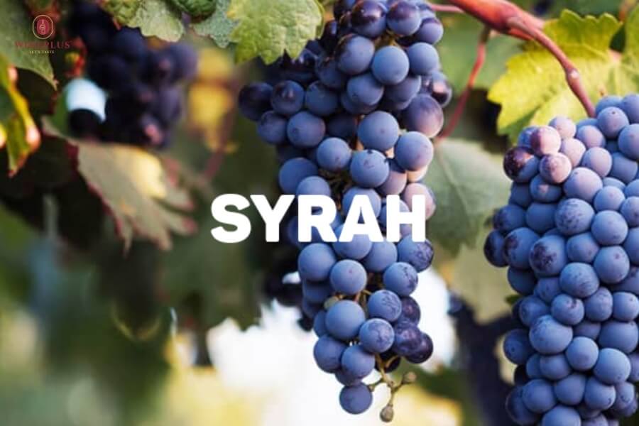 Tổng hợp tên các loại rượu vang đỏ ngon nhất cho người mới bắt đầu 4 giong-nho-syrah