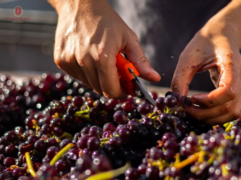 Terroir là gì? Hiểu đúng về đất đai, khí hậu & địa hình trong rượu vang 5 con-nguoi-terroir