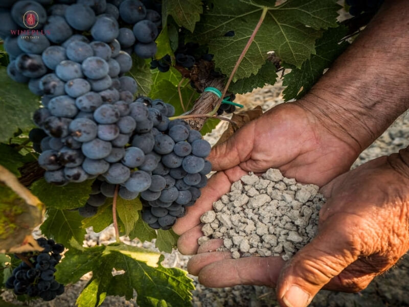Terroir là gì? Hiểu đúng về đất đai, khí hậu & địa hình trong rượu vang 3 dat-dai-terroir