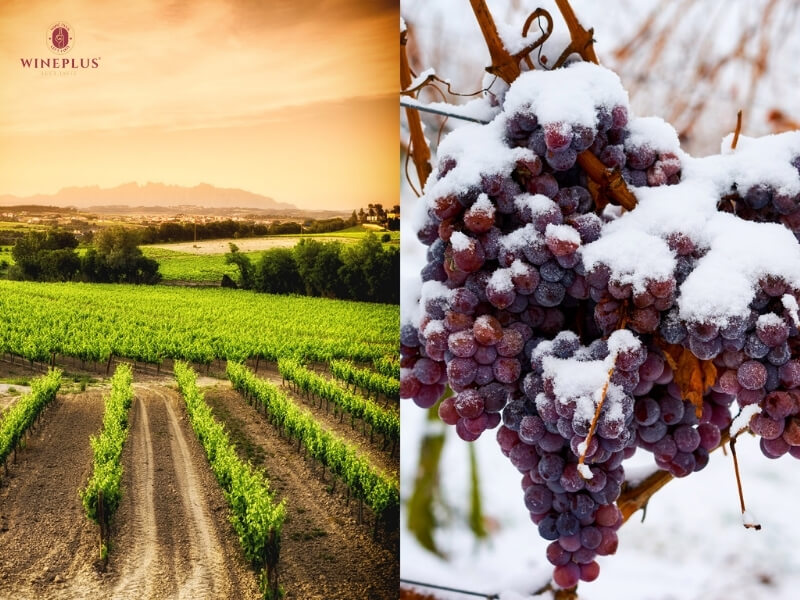 Terroir là gì? Hiểu đúng về đất đai, khí hậu & địa hình trong rượu vang 2 khi-hau-terroir