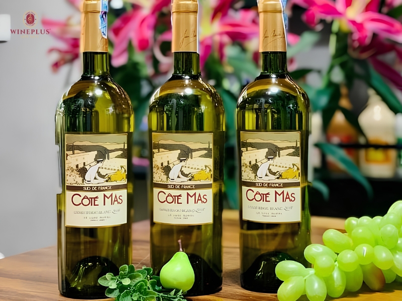 Cẩm nang tìm hiểu về rượu vang Pháp: Từ nhập môn đến sành sỏi 11 ruou-vang-phap-cote-mas-languedoc-blanc