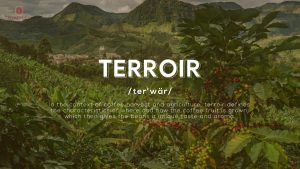 terroir-la-gi