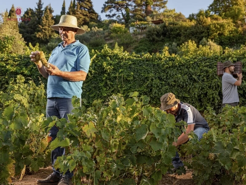 Terroir là gì? Hiểu đúng về đất đai, khí hậu & địa hình trong rượu vang 6 terroir-quyet-dinh-gia-thanh-chai-vang (1)