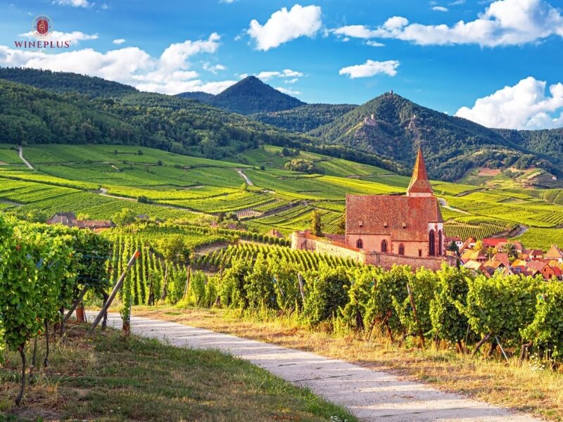 Cẩm nang tìm hiểu về rượu vang Pháp: Từ nhập môn đến sành sỏi 6 vung-alsace