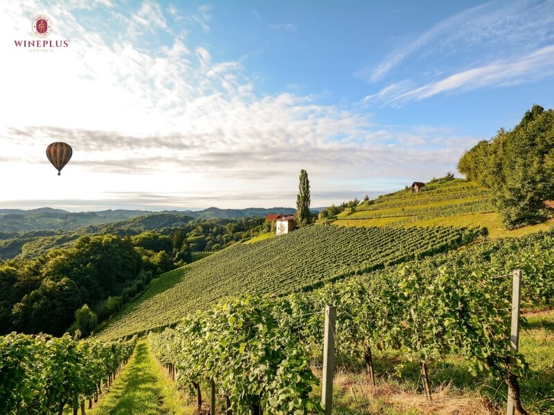 Cẩm nang tìm hiểu về rượu vang Pháp: Từ nhập môn đến sành sỏi 5 vung-rhone-valley