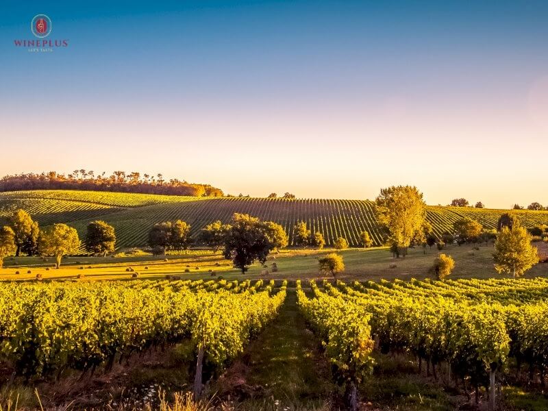 Cẩm nang tìm hiểu về rượu vang Pháp: Từ nhập môn đến sành sỏi 2 vung-ruou-vang-bordeaux