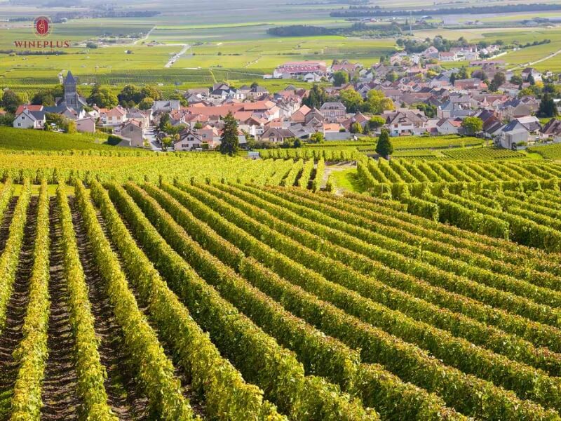 Cẩm nang tìm hiểu về rượu vang Pháp: Từ nhập môn đến sành sỏi 3 vung-ruou-vang-burgundy