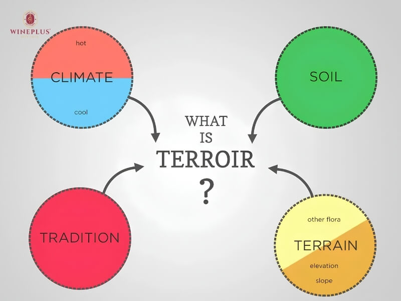 Terroir là gì? Hiểu đúng về đất đai, khí hậu & địa hình trong rượu vang 1 yeu-to-tao-nen-terroir